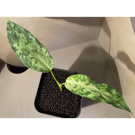 Aglaonema pictum from Aceh Sumatra [T-020219-b-1]