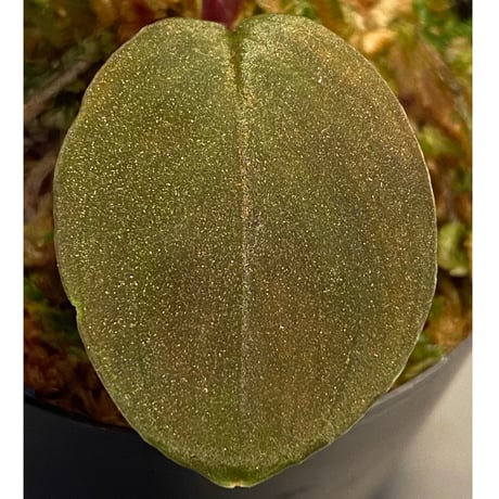 Homalomena sp. from Solok sumatera [LA0315-2]