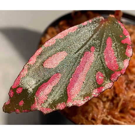 Begonia sp. ぼっち株 from Julau [R1214-01b]