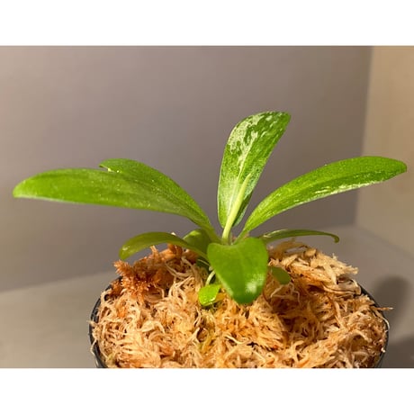 Schismatoglottis sp. "初霜錦" from Murung raya [LA0515-05]