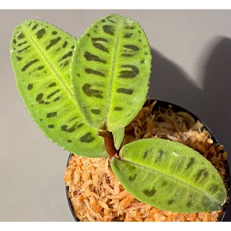 Emblemantha urnulata (Labisia sp.) from Riau sumatera [LA0815-01]