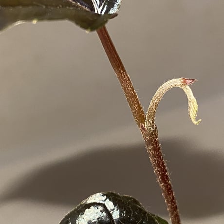 Pterisanthes sp. from Sidikalang [R0817-01c]