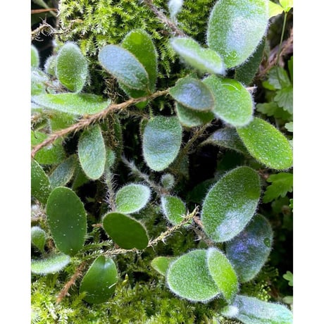 Pyrrosia nummularifolia from Santa Fe Luzon Philippines [KSB]