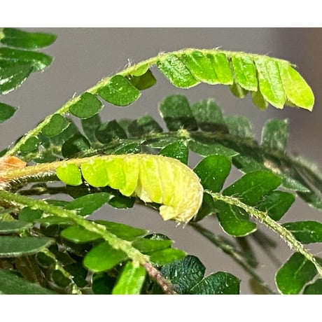 Biophytum dendroides from Colombia