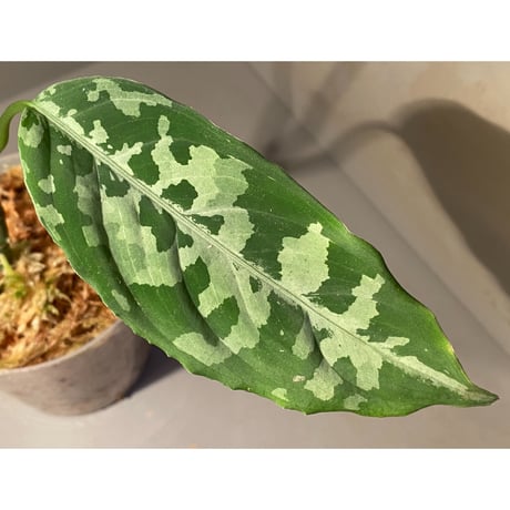 Aglaonema pictum AP from Aceh sumatera [LA1115-02j]