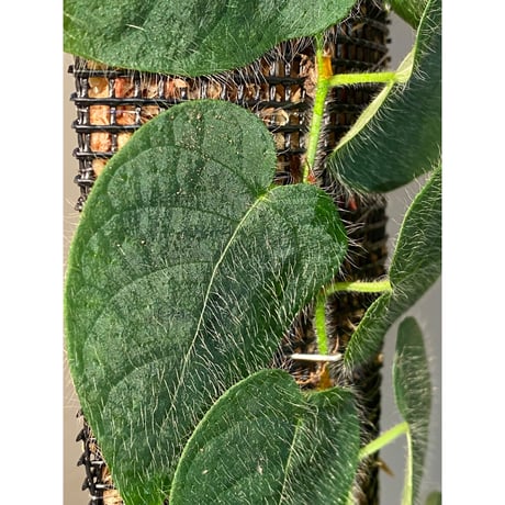 Ficus sp. from Selangor
