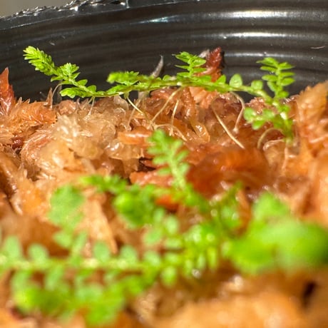 Selaginella sp. from Prachuap Khiri Khan Thailand