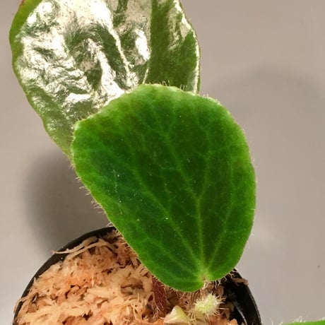 Begonia blancii