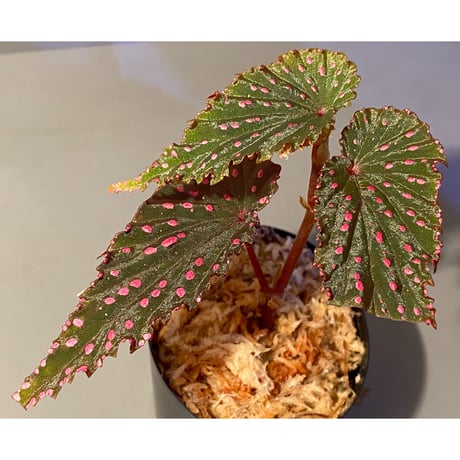 Begonia gracilicyma from Sumatera Barat [TB]