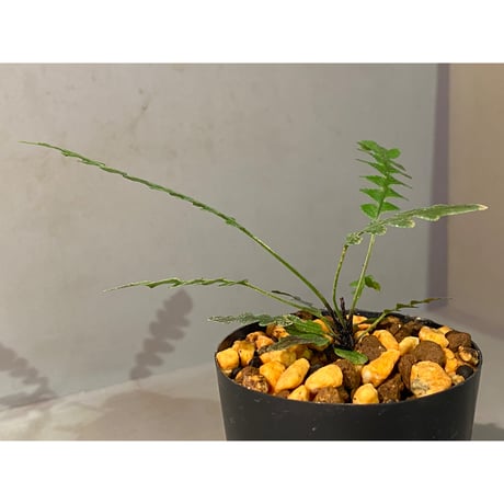 Blechnum obtusatum var. obtusatum from New Caledonia (固有種)