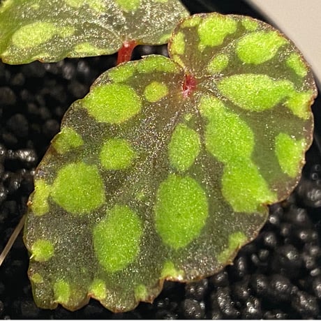 Begonia chlorosticta (Green) from Borneo Sarawak