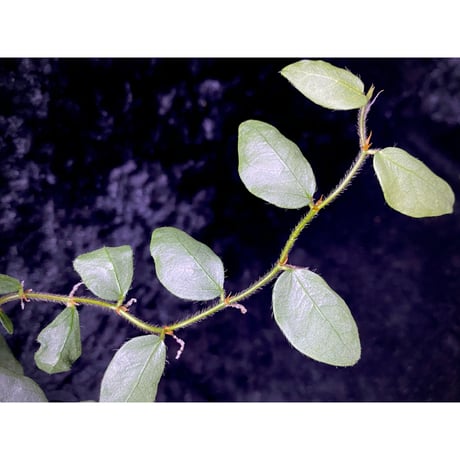 Ficus sp. from Murung raya [LA0515-05]