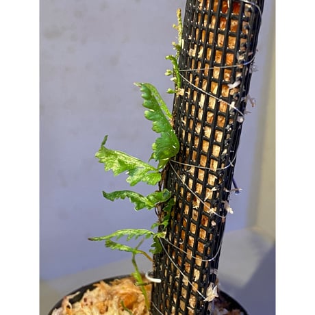 Teratophyllum aculeatum from Nanga pinoh [TB]