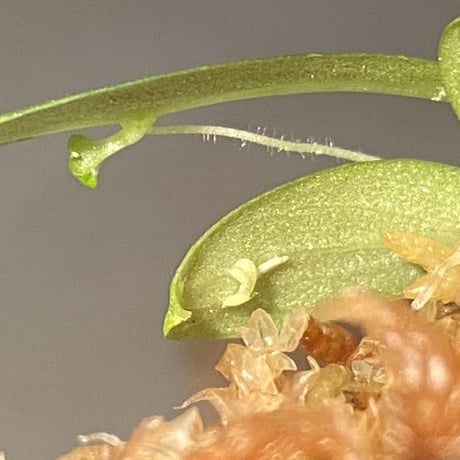 Schismatoglottis sp. "初霜錦" from Murung raya [LA0515-05]