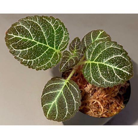 Pearcea hypocyrtiflora from Rio Napo Ecuador [tanakay] 白葉脈