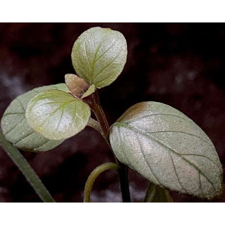 Acanthaceae gen. from Laos [LA]