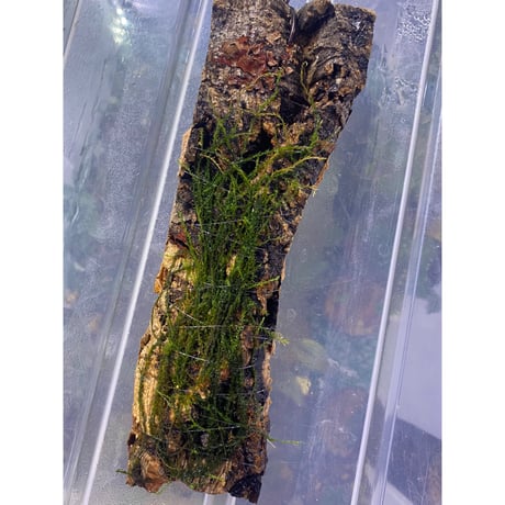 Moss from Borneo