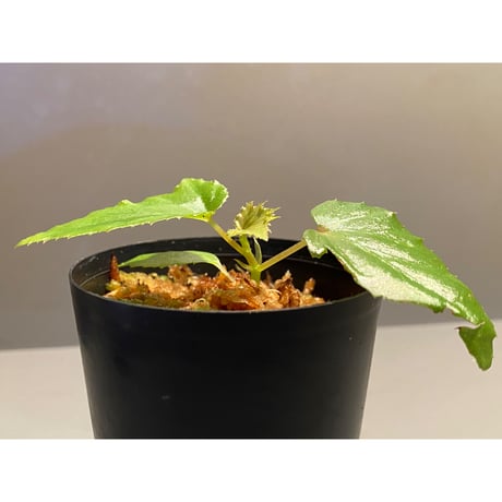Begonia cf. laruei from Aceh sumatera [LA0216-02]