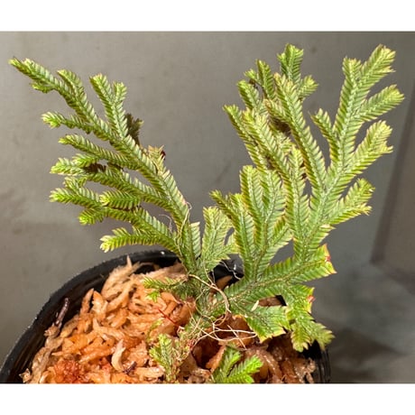 Selaginella erythropus
