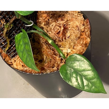 Philodendron sp. from Venezuela [tanakay]
