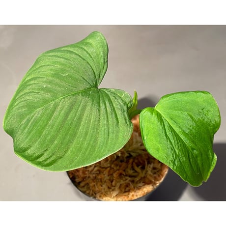 Philodendron fibraecataphyllum