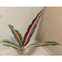 Labisia sp. from Vietnam
