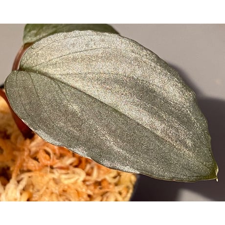 Homalomena sp. "STRONG ZERO" from P.Lingga[AZ0917-1]