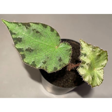 Begonia sp. from Vietnam
