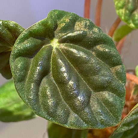 Peperomia meridiana from Ecuador [tanakay]