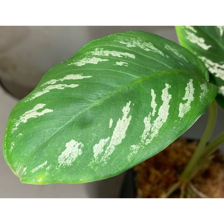 Schismatoglottis sp. "Nanga pinoh" [TB]