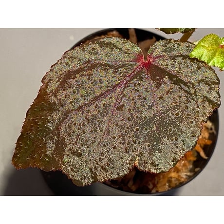 Begonia sp. from North Toraja [S0919-02] STRINGE PLANTS