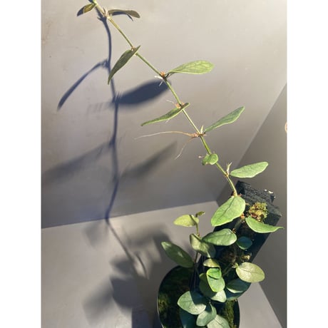 Ficus sp. from Murung raya [LA0515-05]