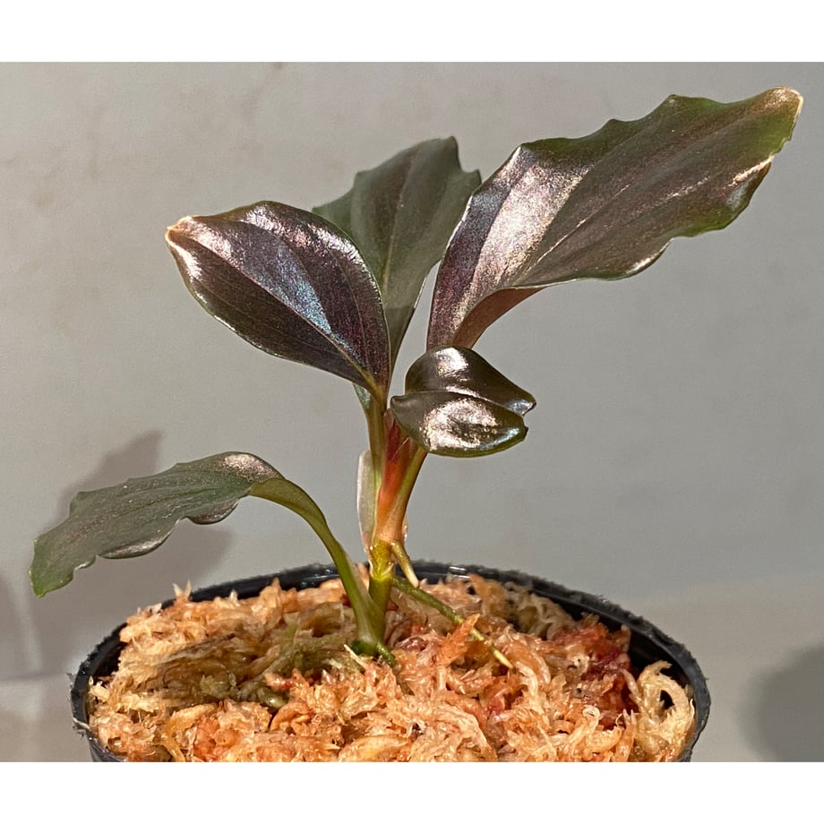 6644aa01162c1204c40c056c