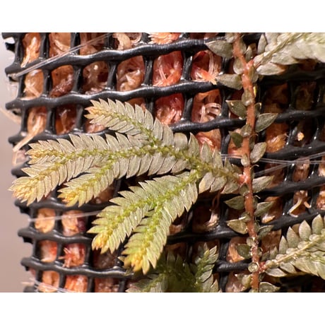 Selaginella sp. from Hai Van, Da Nang Vietnam ②