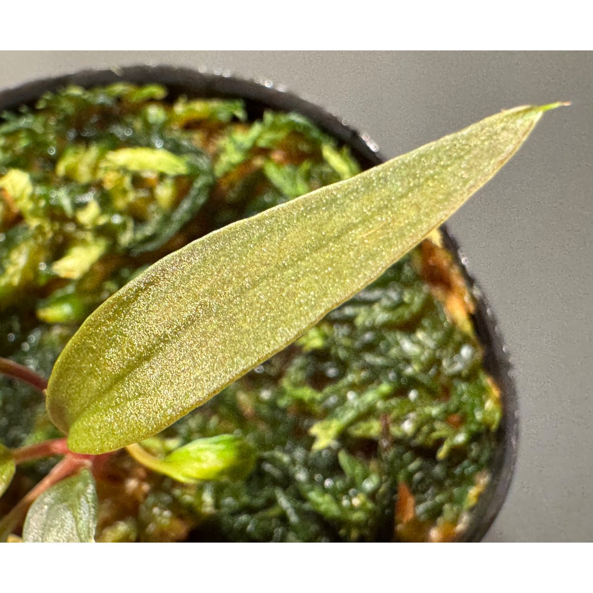 Homalomena 'Rec151' K0522-f2 [KZT] | M・R・G・R