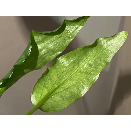 Cryptocoryne joshanii from Basilan island philippines [LA]