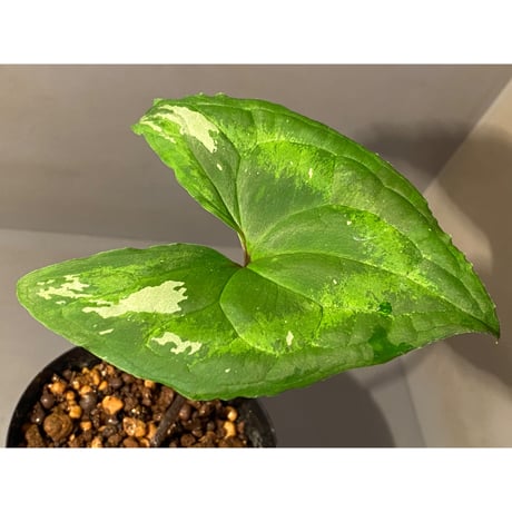 Ulearum donburnsii
