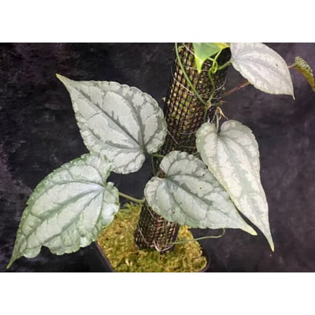 Cissus sp. "Padang" Sumatra barat [TB]