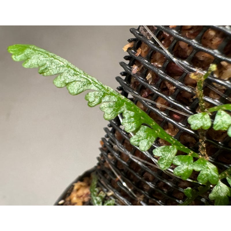 Teratophyllum aculeatum from Nanga pinoh [TB] |