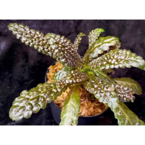 Nautilocalyx pemphidius | M・R・G・R