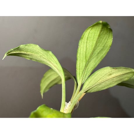 Homalomena cf. hasei from Aceh sumatera [LA1118-03]