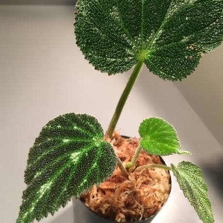 Begonia pustulata sp. from Mexico