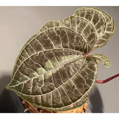 Dioscorea dodecaneura (discolor)