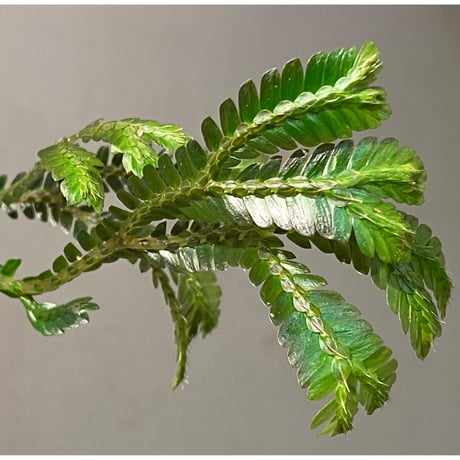 Selaginella sp. from Pase Panjang Myanmar
