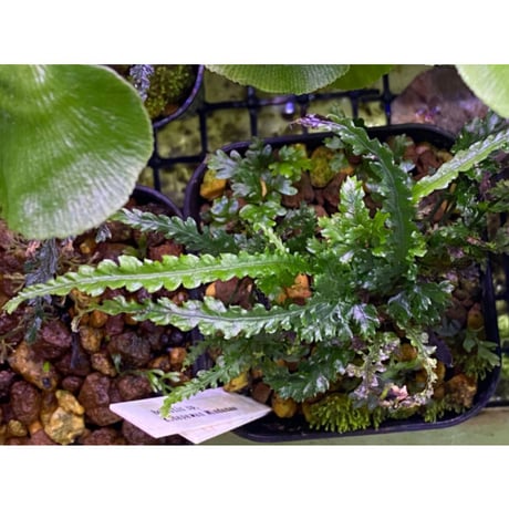 Bolbitis sp. from Kidapawan Mindanao