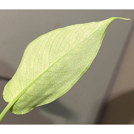 Schismatoglottis sp. from Kapuas hulu Kalimantan barat