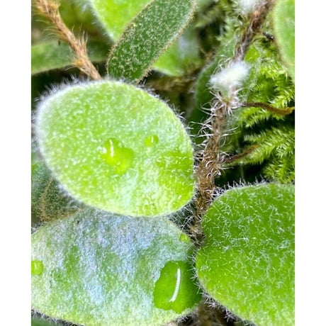 Pyrrosia nummularifolia from Santa Fe Luzon Philippines [KSB]