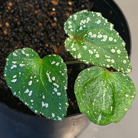Begonia handelii var. prostrata from Viet Nam