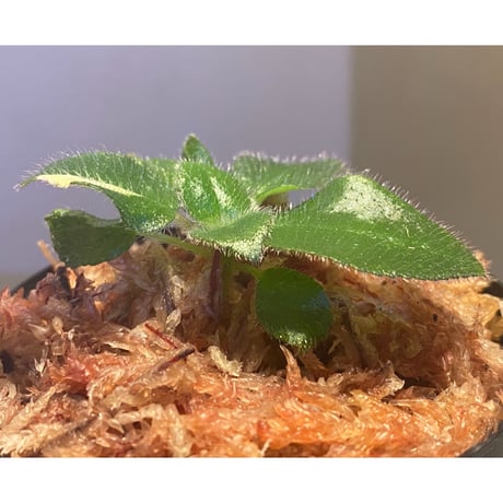 Deinostigma sp. "Bit" from P.Lingga [AZ0517-13]