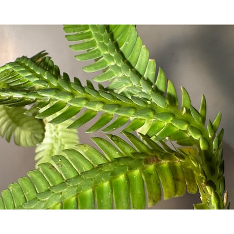 Selaginella sp. from Landak West Kalimantan ②